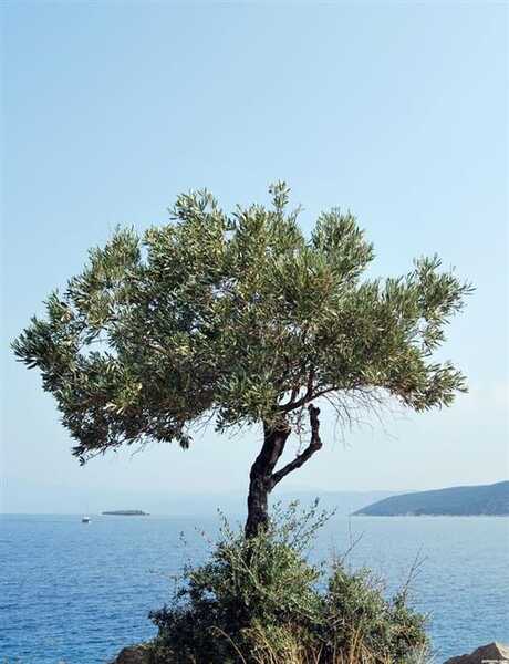 İĞDE BAĞLARI MİRAS YOLU, OTEL KONAKLAMALI