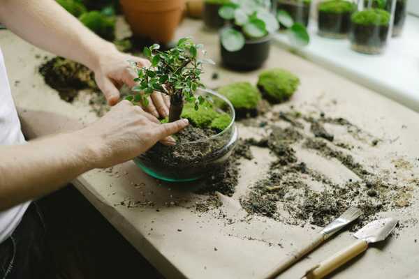 Bonsai Yapımı Atölyesi