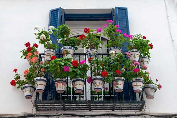 Balkon Bahçeciliği